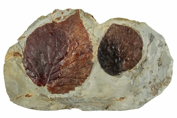 Plate with Two Fossil Leaves (Davidia) - Montana #262777